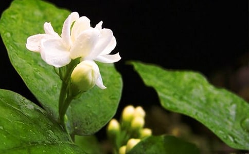 茉莉花