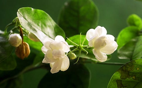 茉莉花狀物作文