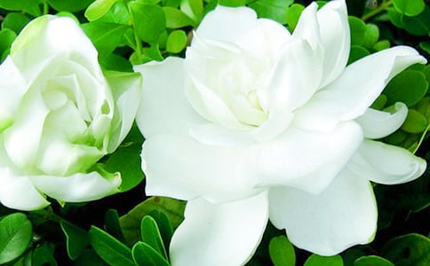 凋零的梔子花