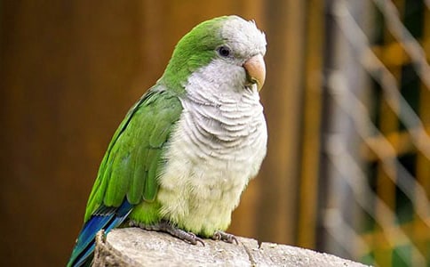 �ҵČ����W�^����