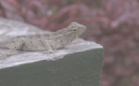 大蜥蜴讀后感作文