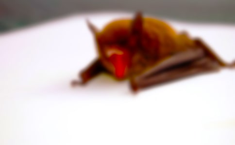 蝙蝠洞作文