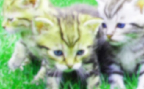 �ҵČ���С؈���ļ���7ƪ