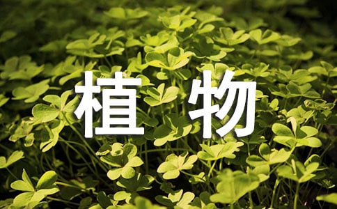 植物學實習報告模板合集六篇